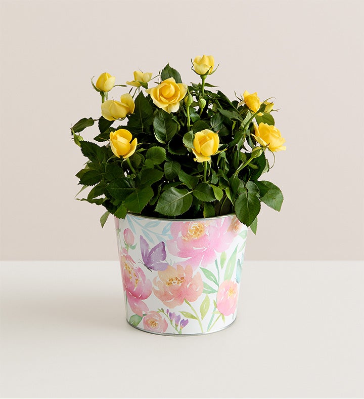 Mother’s Day Rose Plant
