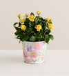 Mother’s Day Rose Plant