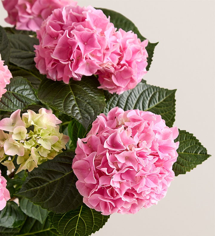 Blooming Pink Hydrangea