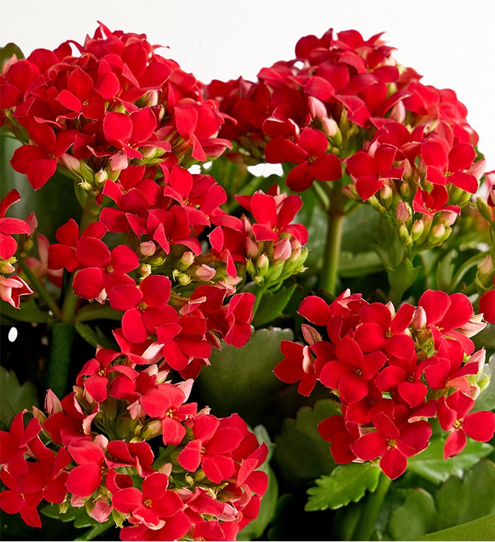 Mediterranean Citrus Kalanchoe