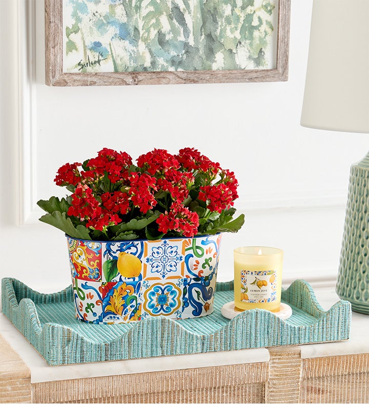 Mediterranean Citrus Kalanchoe