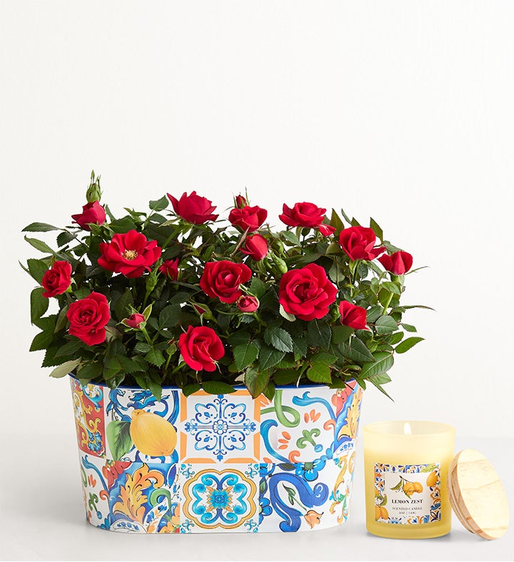 Mediterranean Citrus