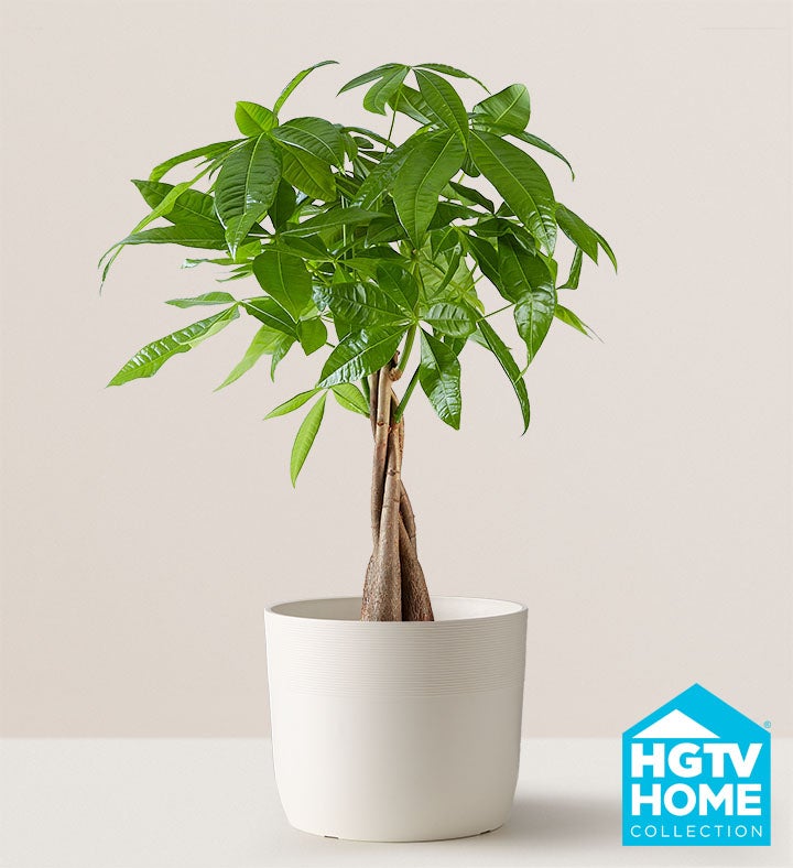 Money Tree Floor Plant