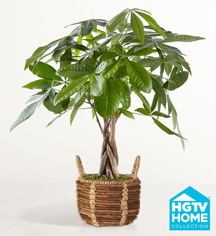 HGTV Home Money Tree