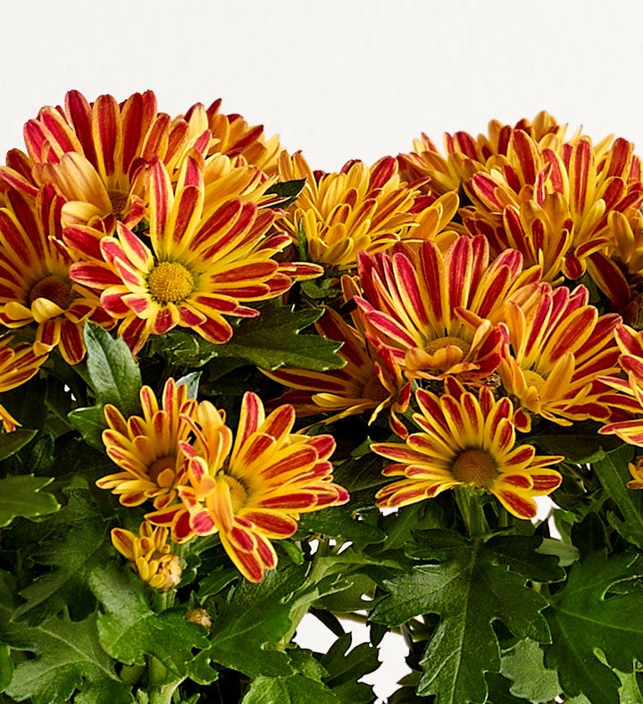 Farmers Market Mum