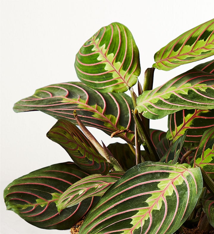 HGTV Home Red Maranta Prayer Plant | 1800Flowers