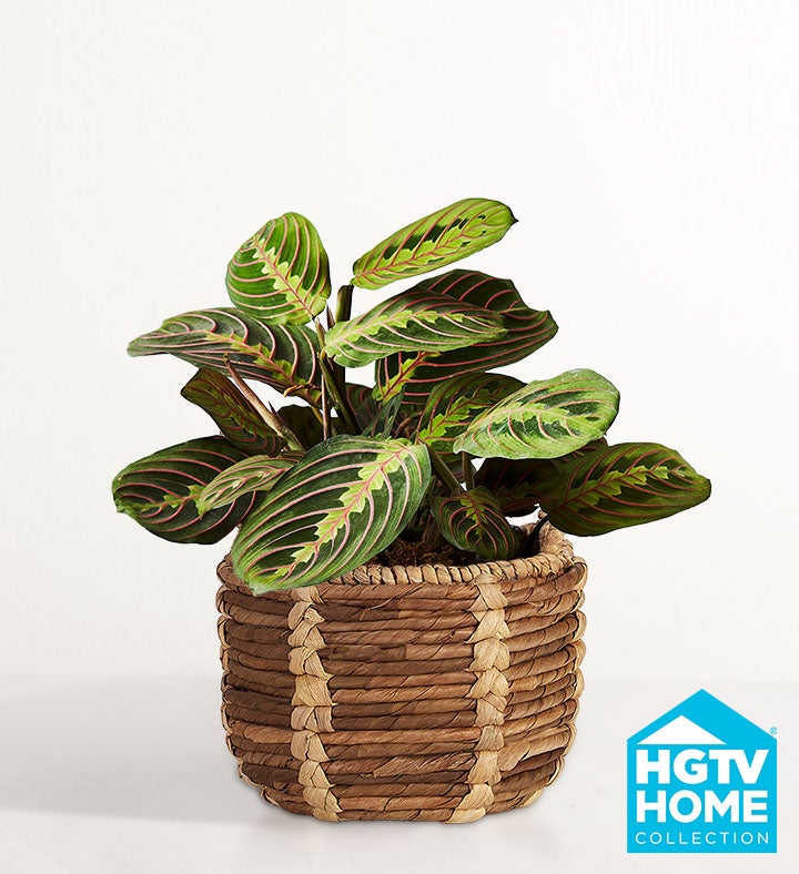 HGTV Home Red Maranta Prayer Plant