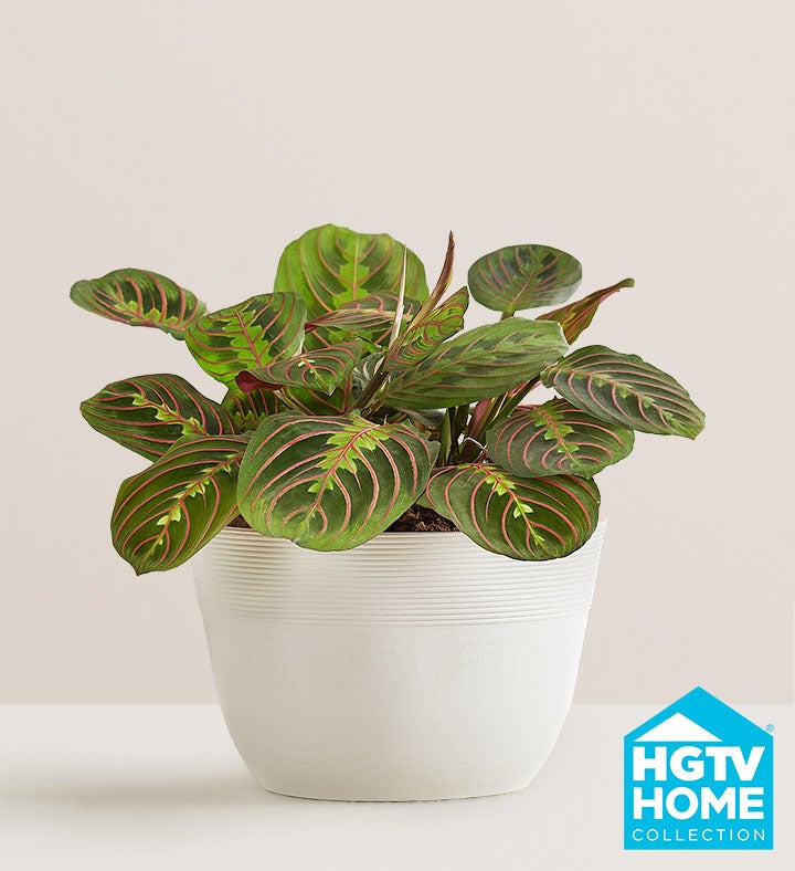 Red Maranta Prayer Plant
