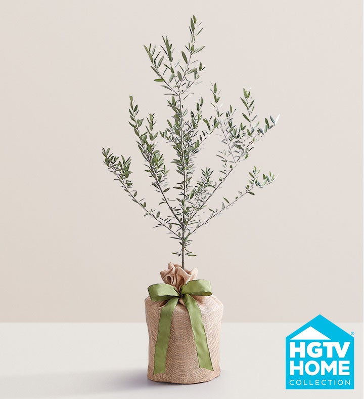 Olive Tree