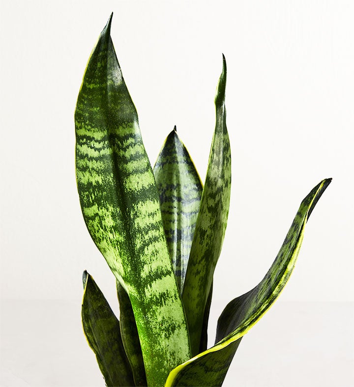 HGTV Home Snake Plant (Sanseveria)