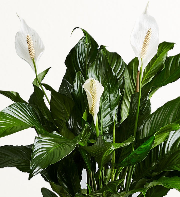 Calming Peace Lily Floor Plant