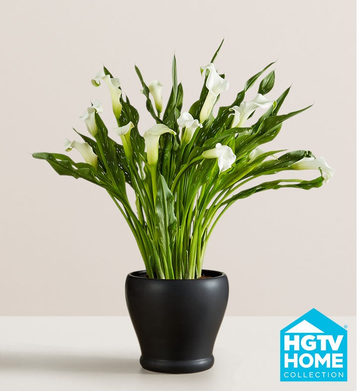 Sophisticated White Calla Lily