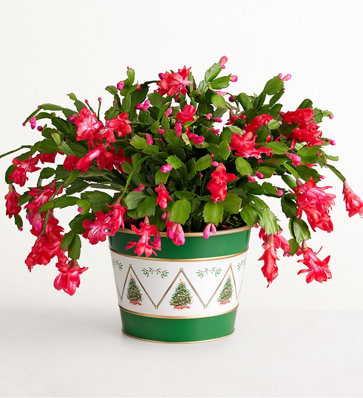Christmas Cactus