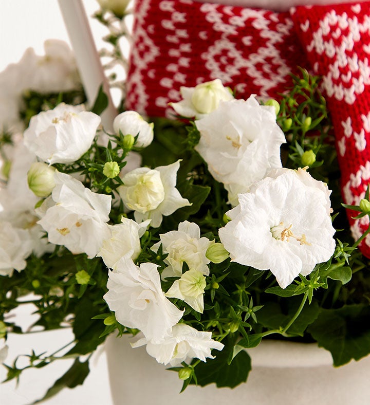 Frosty the Snow Plant