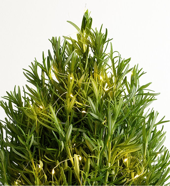 Rosemary & Bright Tree
