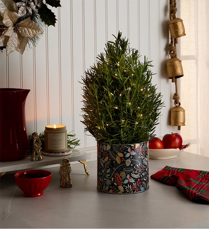 Rosemary & Bright Tree