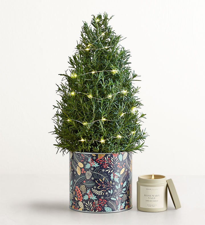 Rosemary & Bright Tree