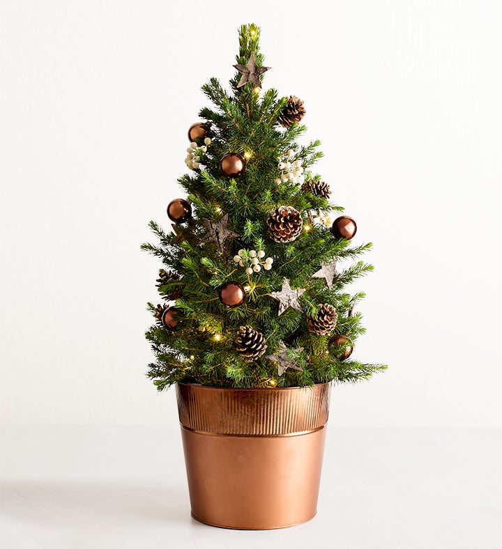 Large Christmas Traditions Fresh Spruce Tree