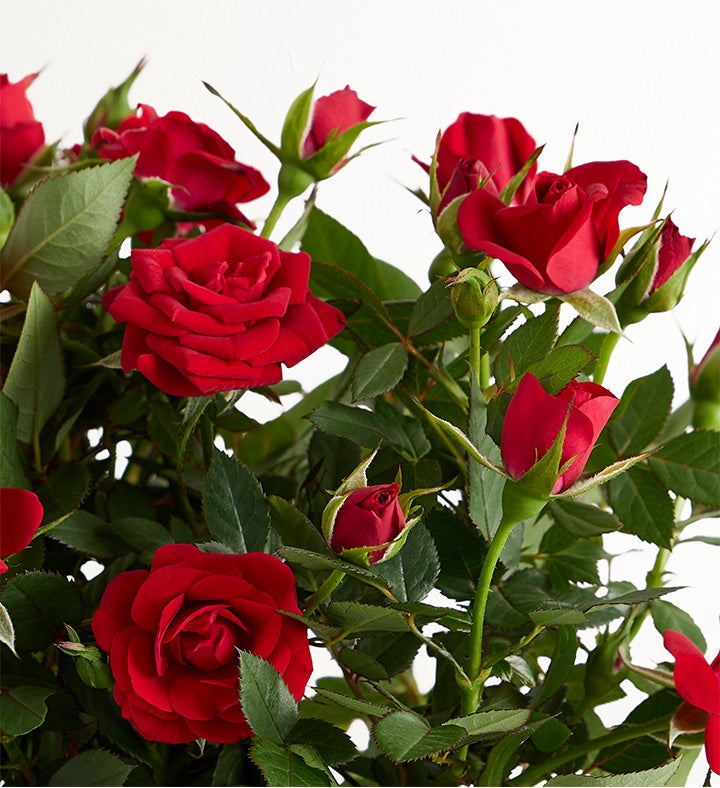 ROSE❣️ Midnight Romance Red Rose | 1800Flowers