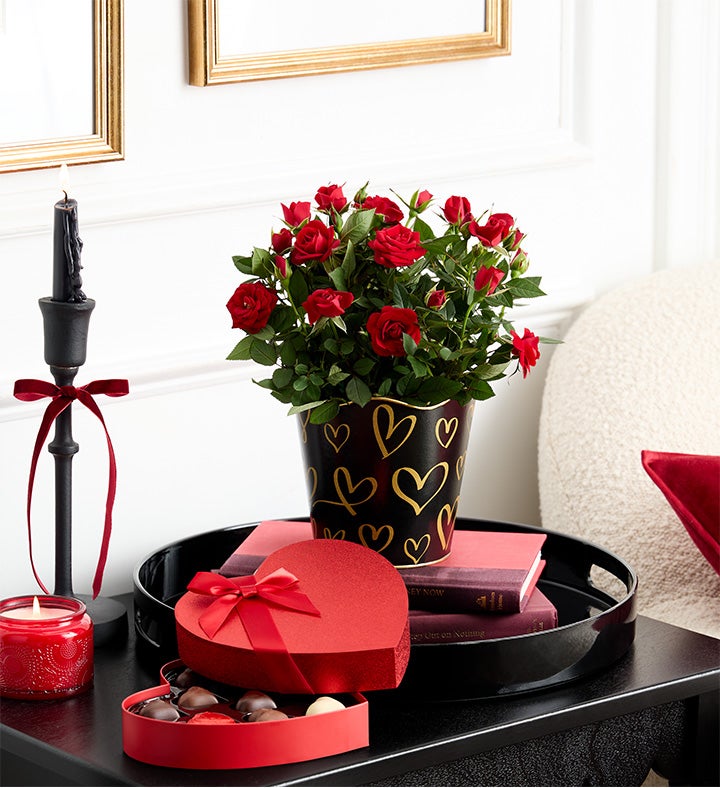 Midnight Romance Red Rose | 1800Flowers