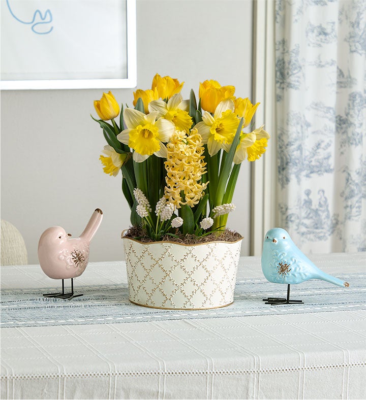 Daffodil Delight Bulb Garden