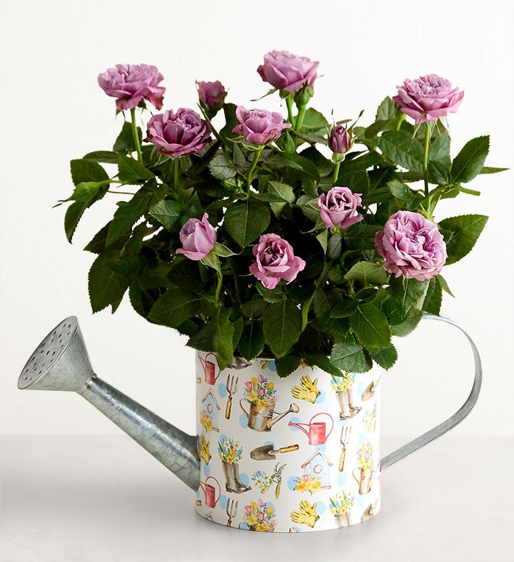 1-800-Flowers Flower Delivery Spring Watering Can Rose