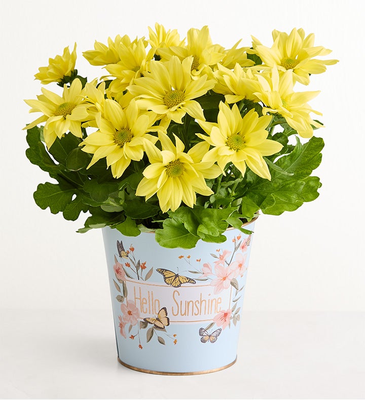 1-800-Flowers Gifts Delivery Hello Sunshine Mum