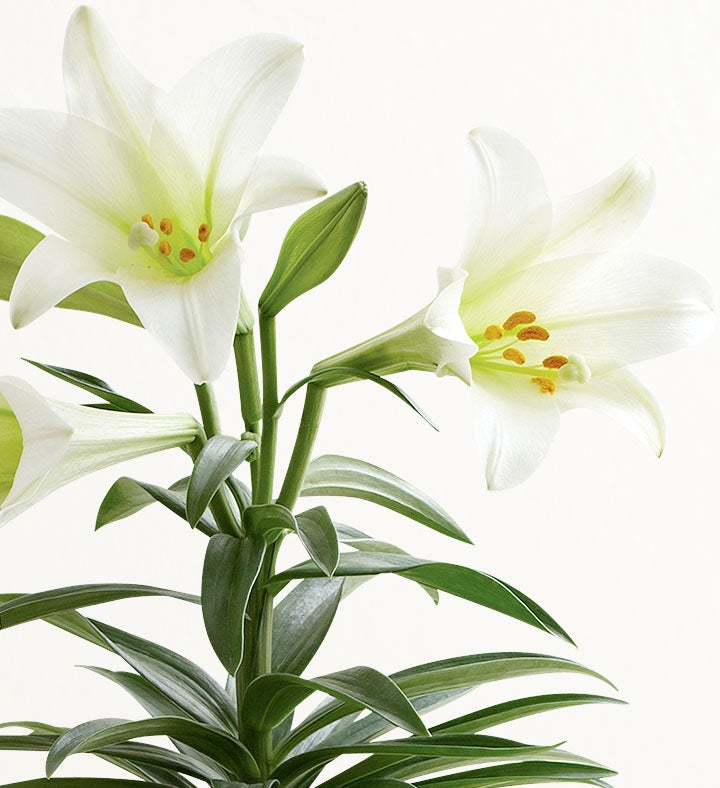 Easter Blessings Lily