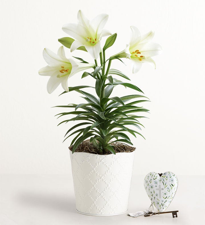 Easter Blessings Lily
