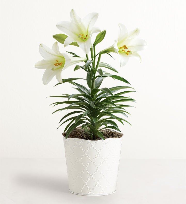 Easter Blessings Lily