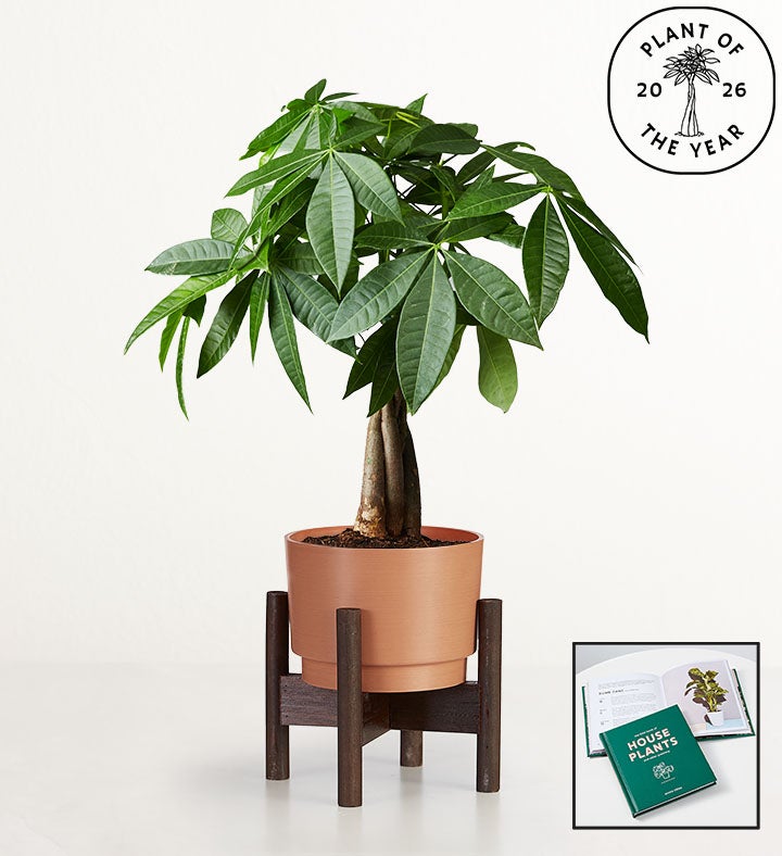 Money Tree + Free House Plant Book