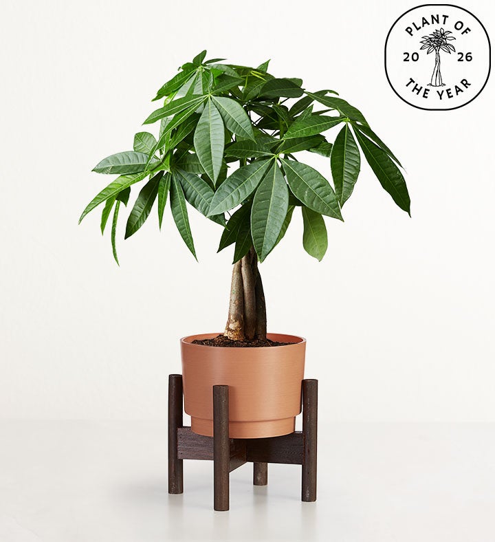 Money Tree + Free House Plant Book