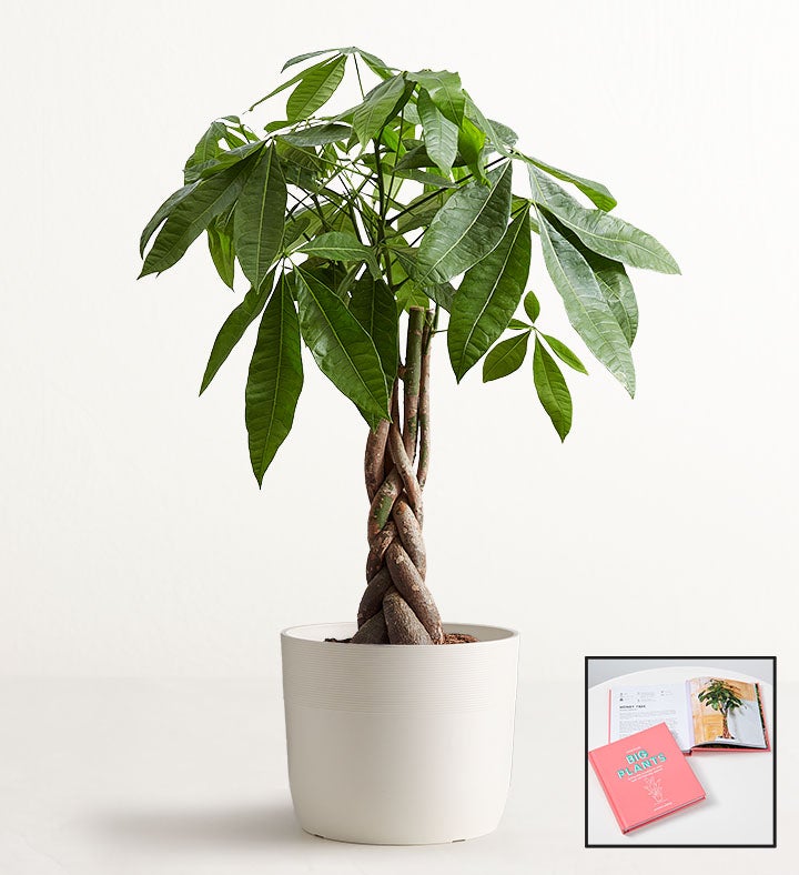 Money Tree Floor Plant + Free Big Plants Book
