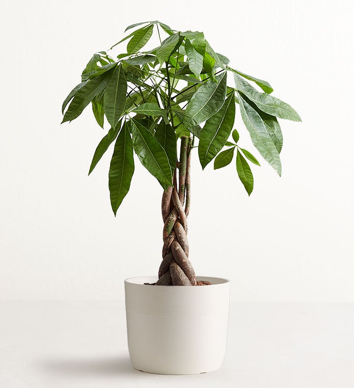 Money Tree Floor Plant + Free Big Plants Book