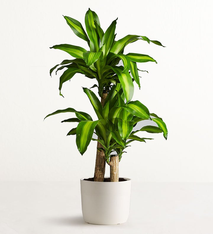 Mass Cane Floor Plant