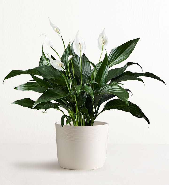 Serenity Peace Lily Plant