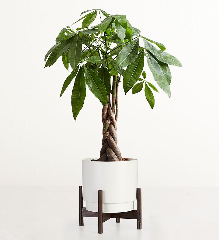 Heartfelt Remembrance Tree Floor Plant
