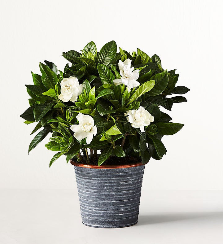 Gardenia Blooms