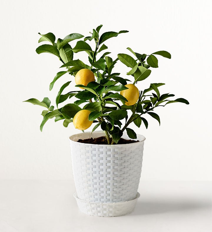 Meyer Lemon Tree