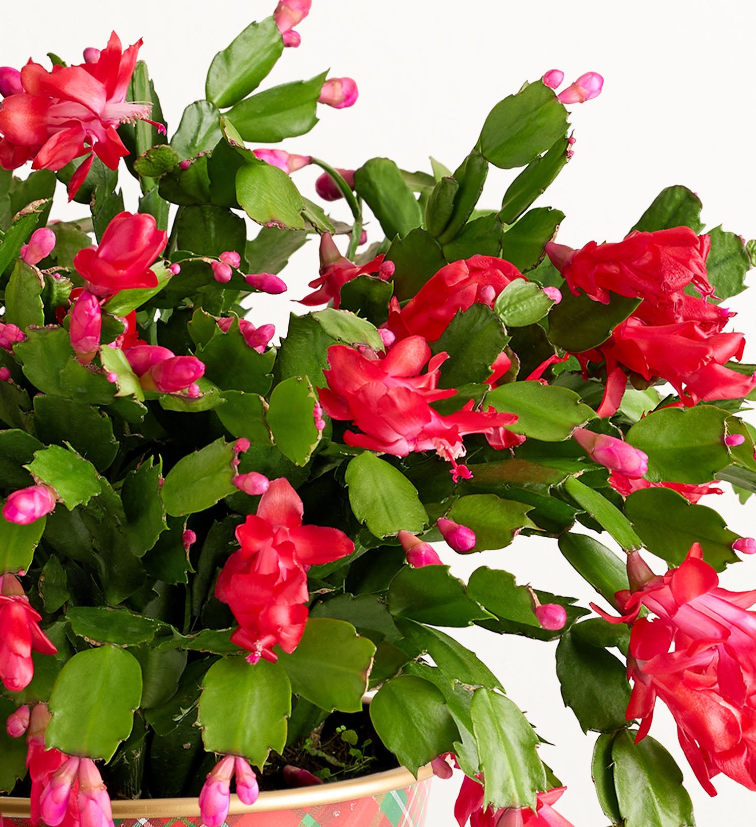 Holiday Cheer Christmas Cactus