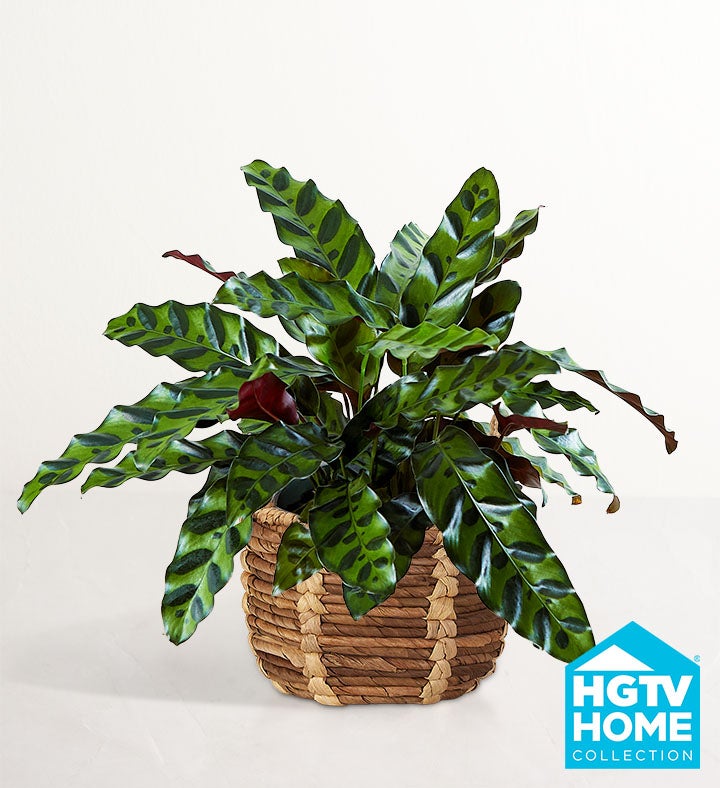 HGTV Home Calathea Rattlesnake