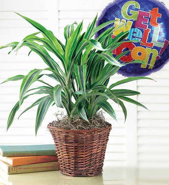 Get Well Green Plant With Balloon