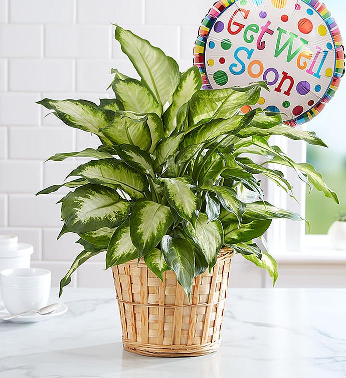 Get Well Green Plant With Balloon