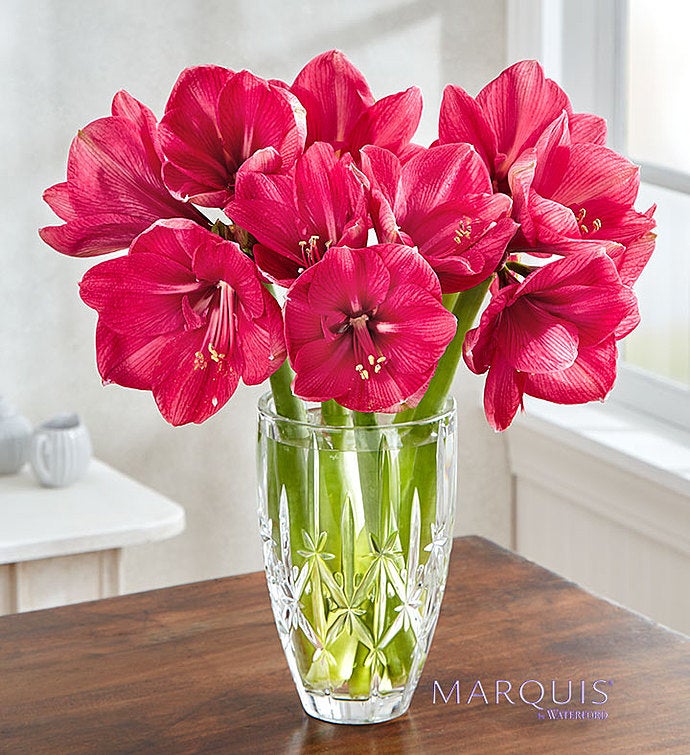 Hercules Amaryllis