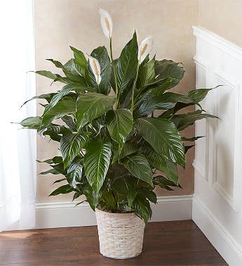 Peace Lily Plant