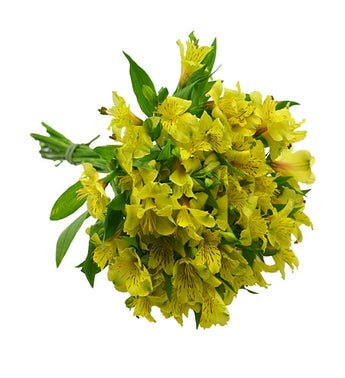 10 Stems of Yellow Alstroemeria