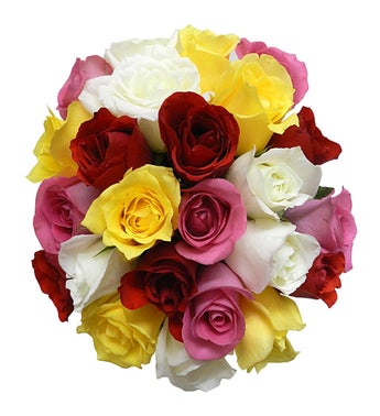 Colorful Roses - Medium