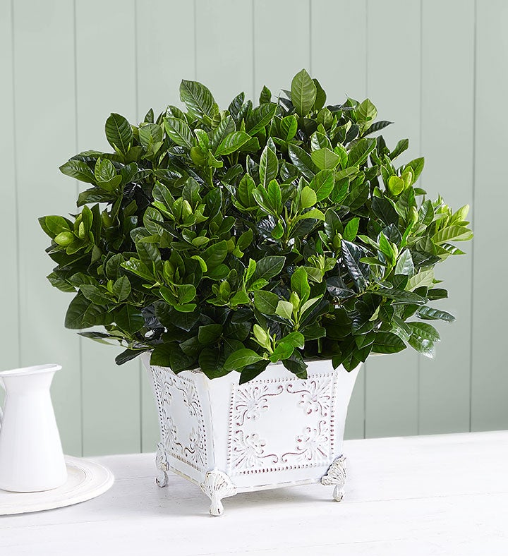 Grand Gardenia™ Plant | 1800Flowers.com - 18053