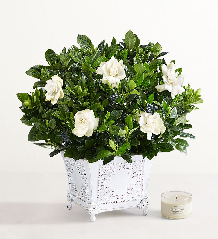 1-800-Flowers Plant Delivery Grand Gardenia Medium Plant W/ Candle