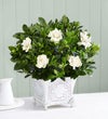 Grand Gardenia™